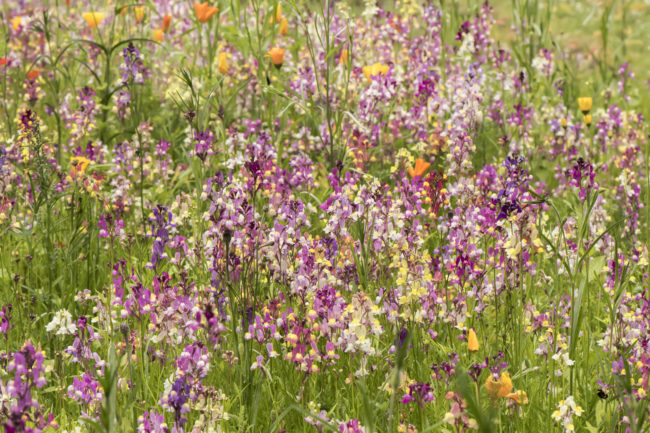 R4C Grow Wild Evaluation