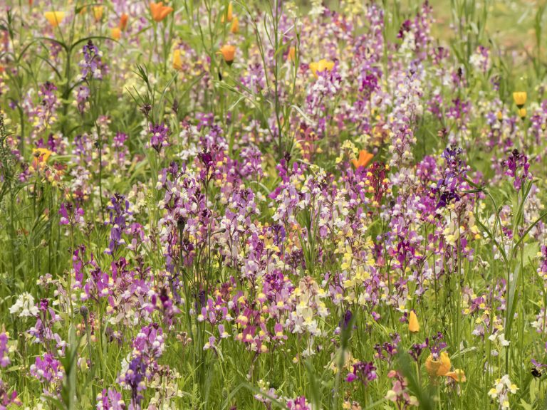 R4C Grow Wild Evaluation