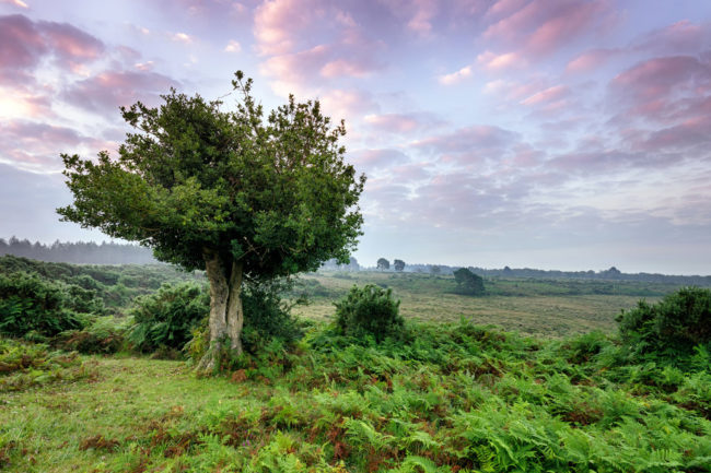 R4C - New Forest Our Past Our Future Landscape Partnership