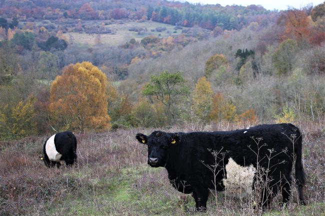 Belted Galloway cattle