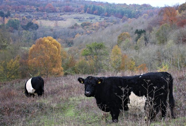 Belted Galloway cattle