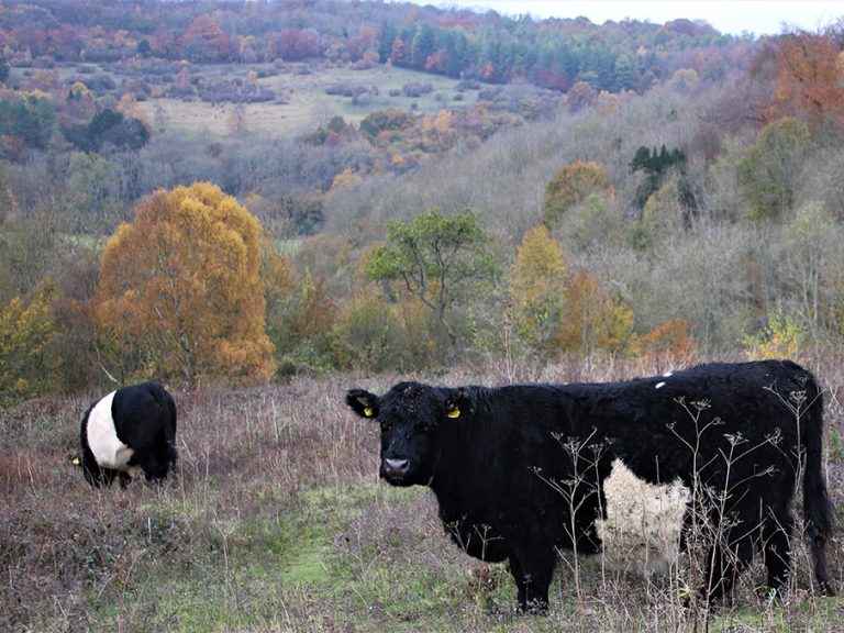 Belted Galloway cattle