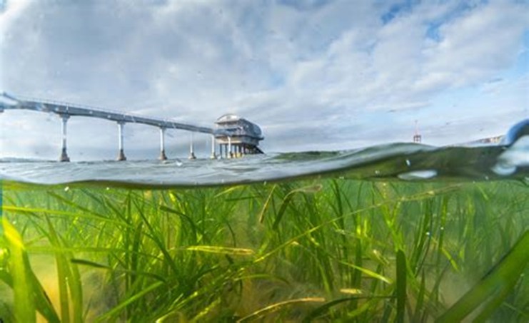 Endangered Landscapes and Seascapes